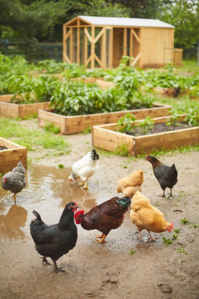 Chickens near raised garden beds and a wooden shed at the farm